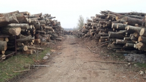На подручју Градишке инспекција одузела око 780 m³  шумских дрвних сор...