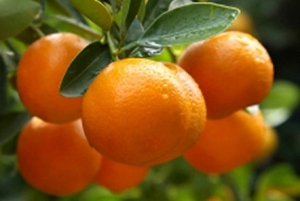 Због повећаног садржаја пестицида забрањен увоз пошиљке мандарина из Т...