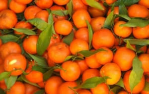 Забрањен увоз треће пошиљке мандарина из Турске због повећаног садржај...