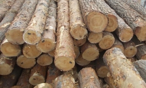 Шумарска инспекција у 2017. години одузела 2.120 м³ шумских дрвних сор...